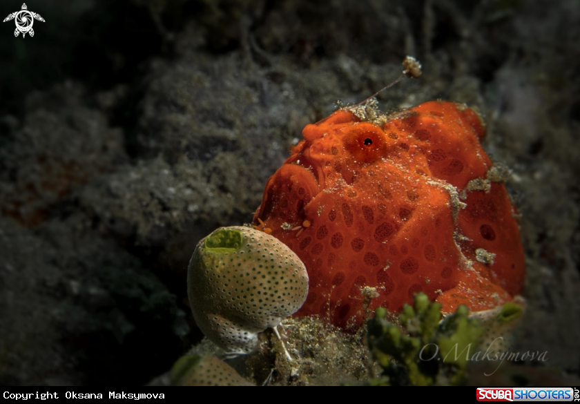 A Frogfish