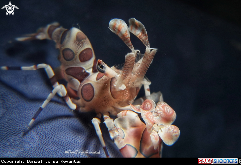 A Haelquin Shrimp