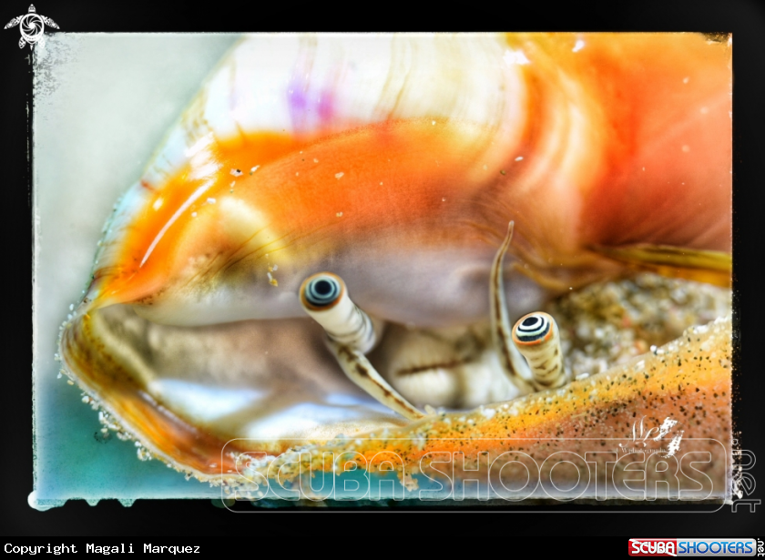 A Queen conch 