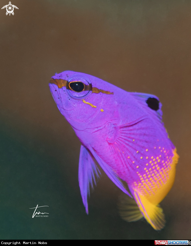 A Fairy Basslet