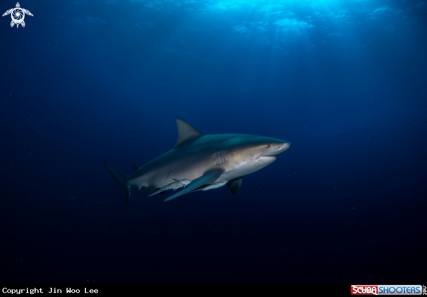A bull shark