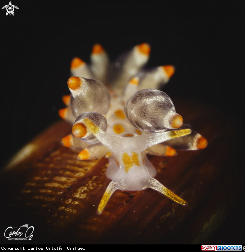 A Nudibranch