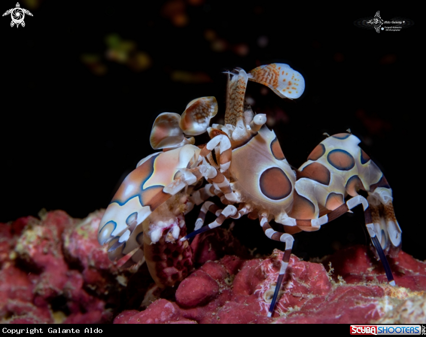A Harlequin Shrimp