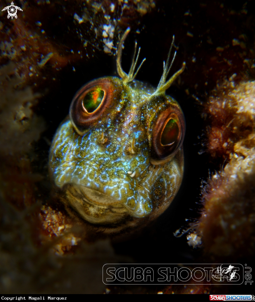 A Seaweed blenny