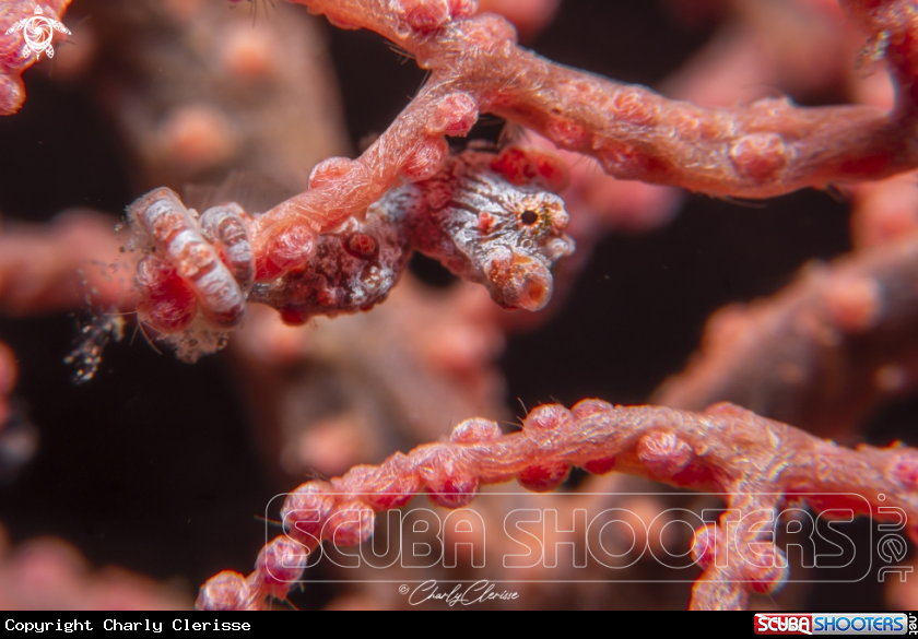 A Bargibanti Pigmy Seahorse