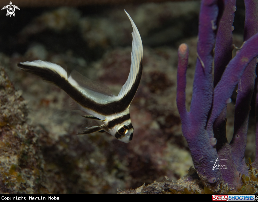 A Spotted Drum