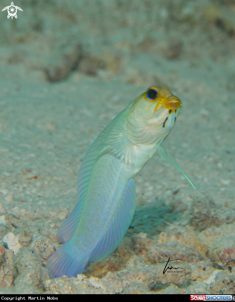 A Yellowhead Jawfish
