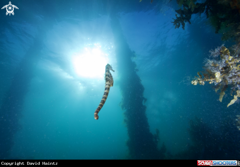 A Pot Belly Seahorse