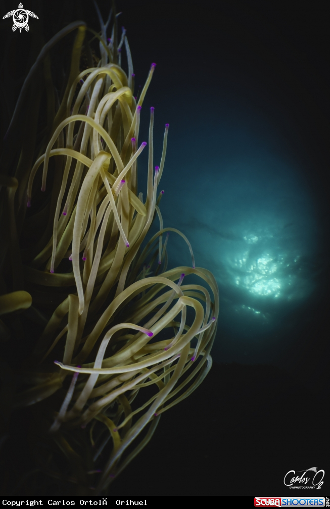 A Snakelocks anemone