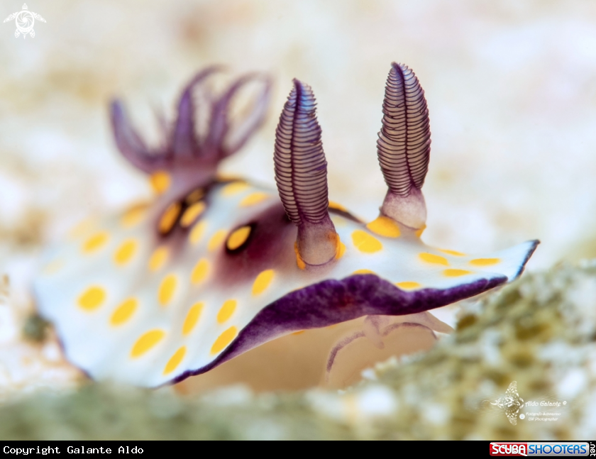 A Nudibranch