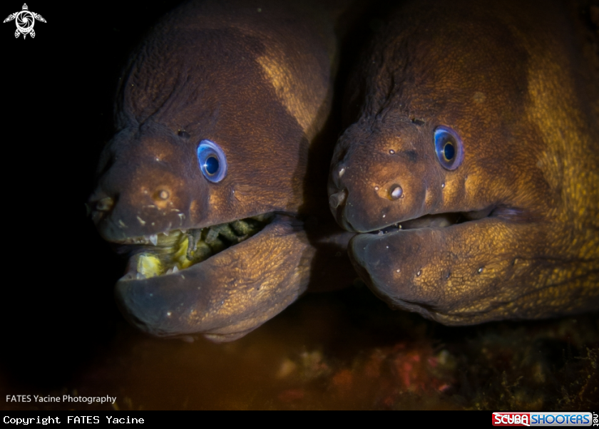 A Moray eel