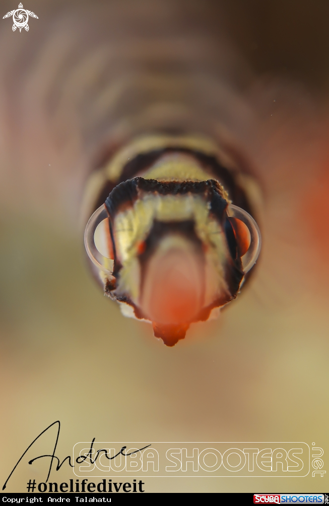 A banded pipefish