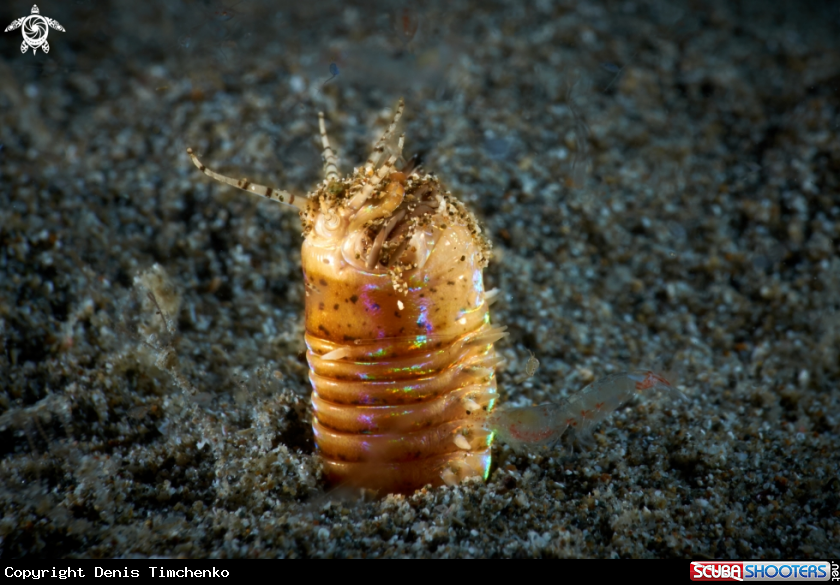 A WORM