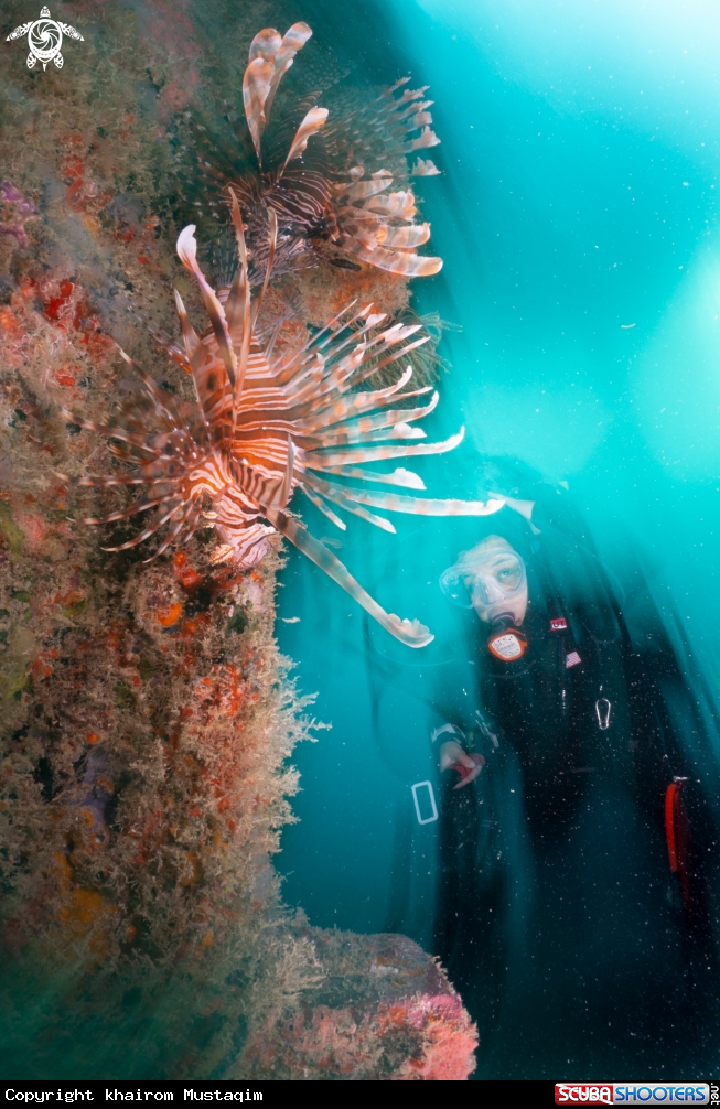 A Lionfishes