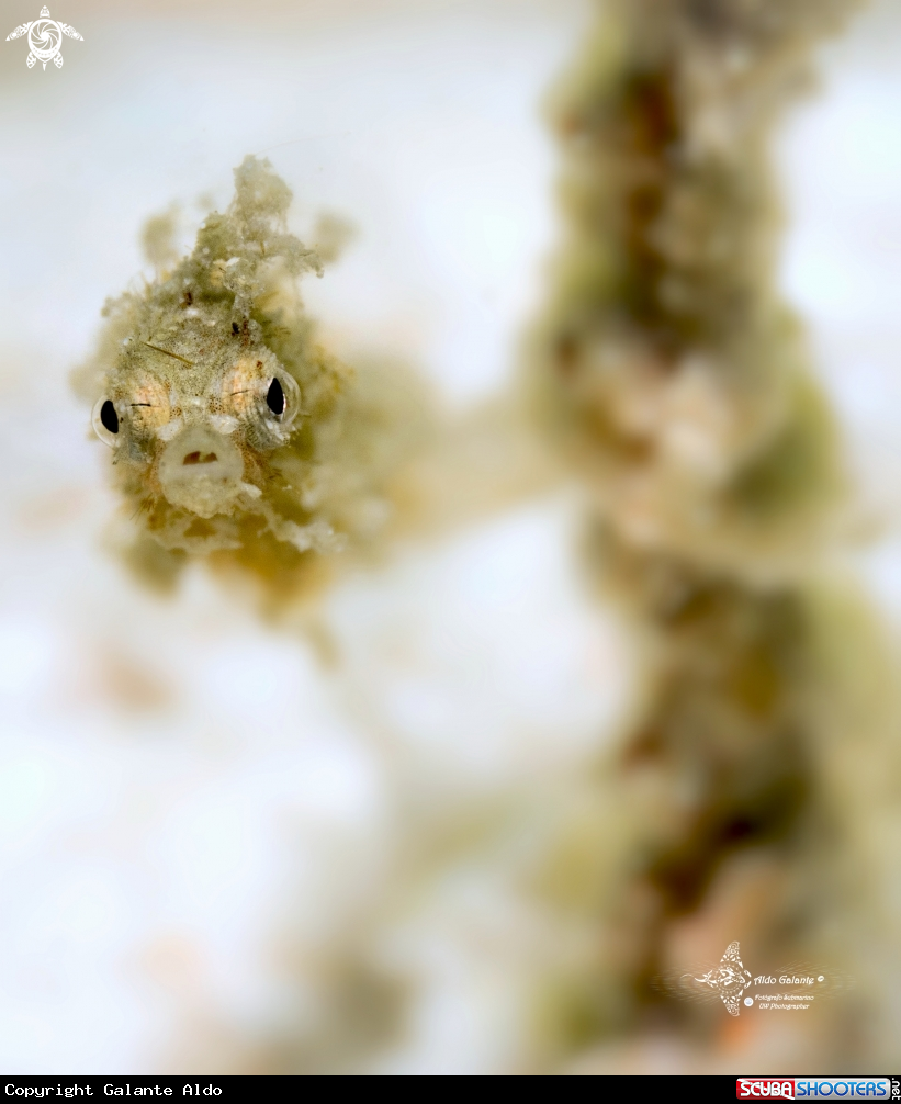 A Shortpouch Pygmy Pipehorse