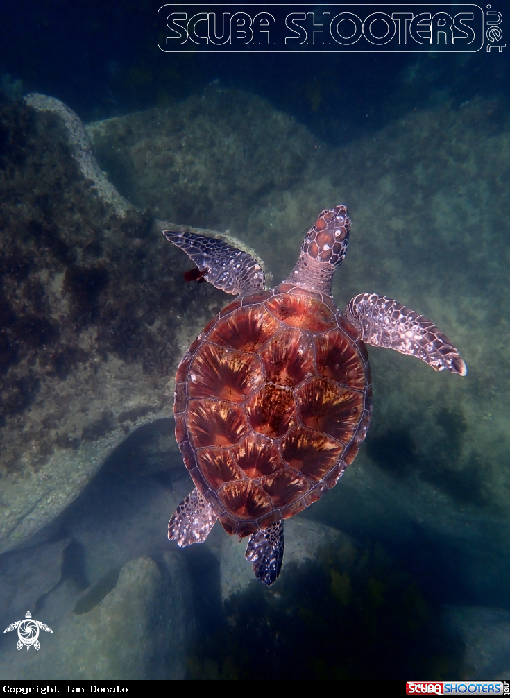 A Green turtle