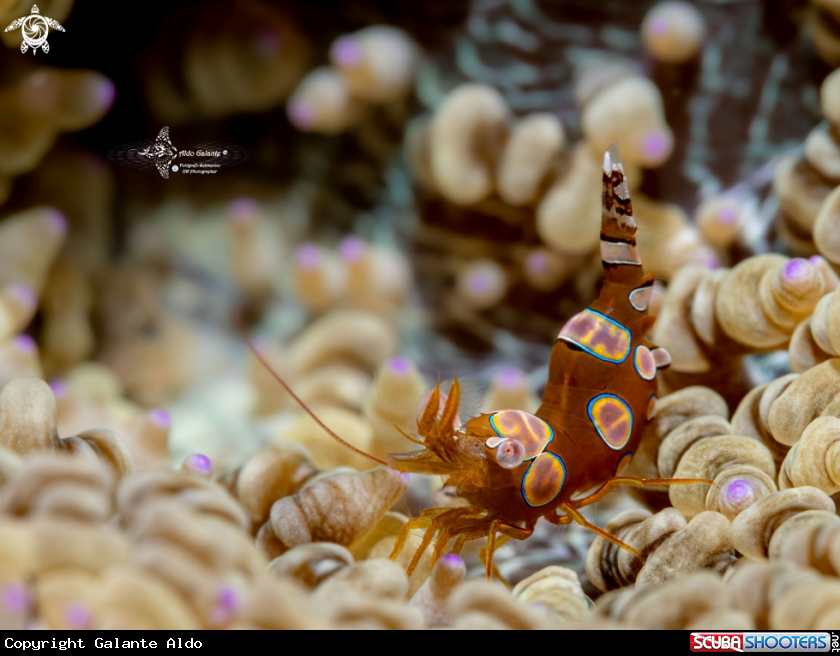 A Sexi Shrimp (2-3cm)