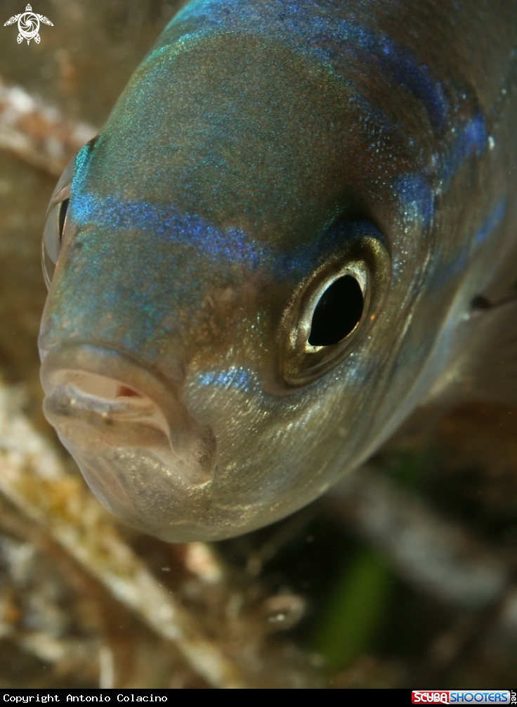 A underwater creature