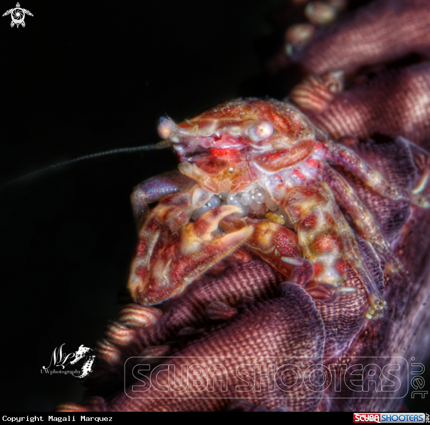 A Four lobed Porcelain Crabs 