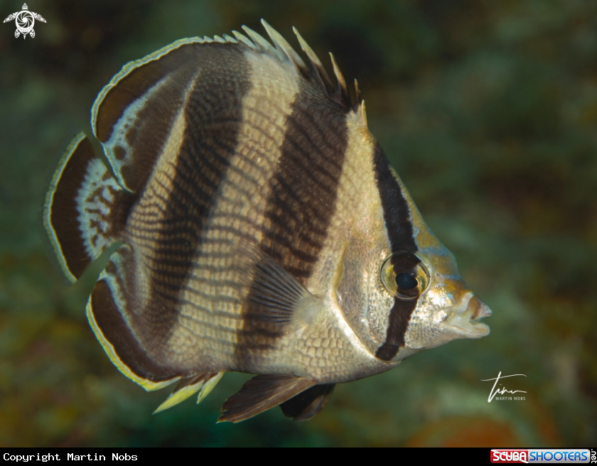 A Banded Butterflyfish