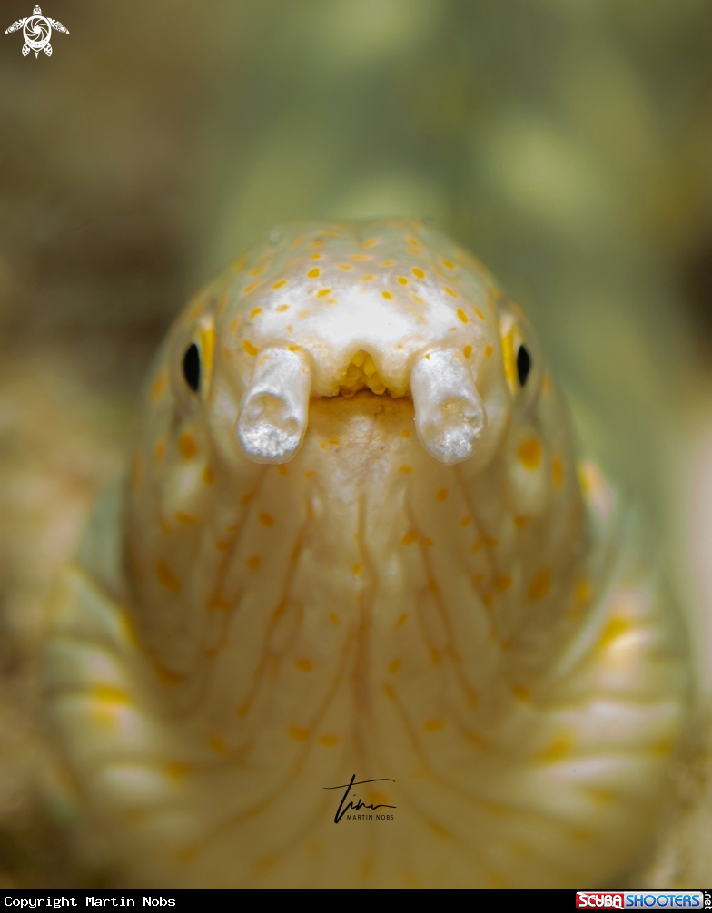 A Sharptail Snake eel