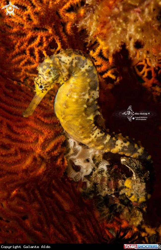 A Tiger Tail Seahorse