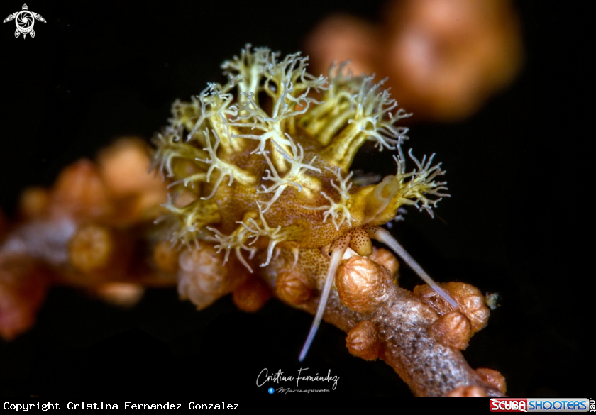 A Cowrie