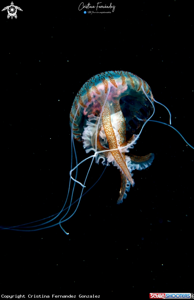 A Jellyfish