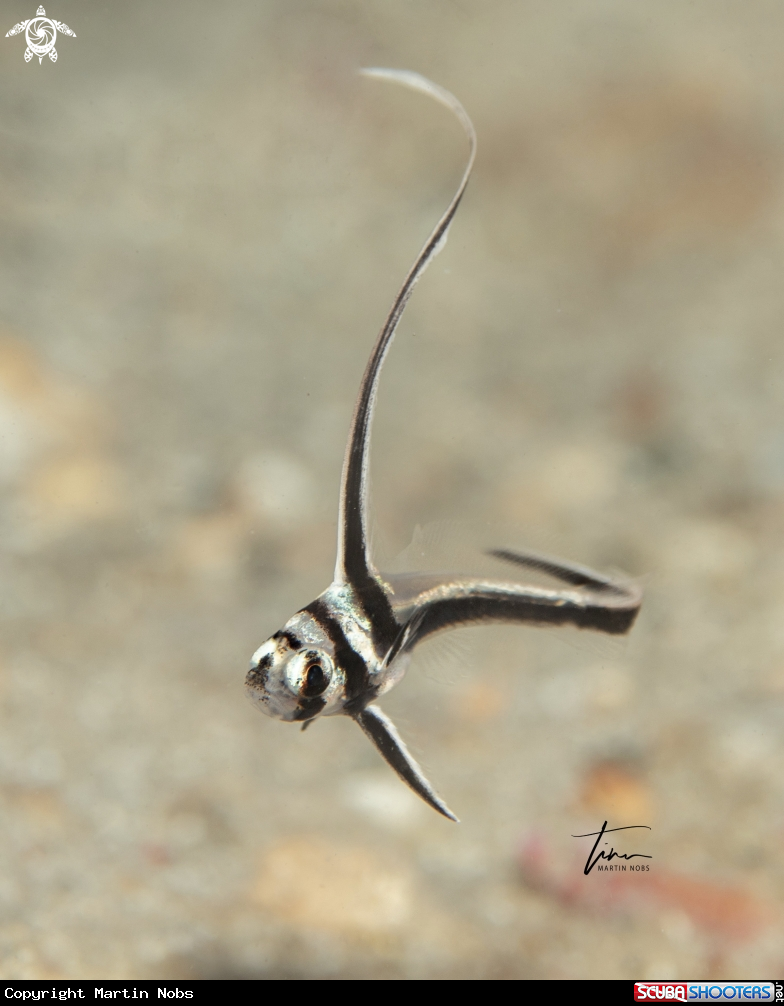 A Spotted Drum