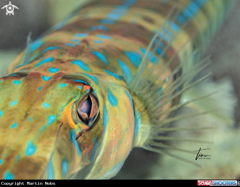A Cornetfish
