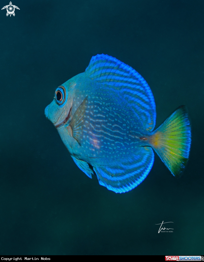 A Blue Tang