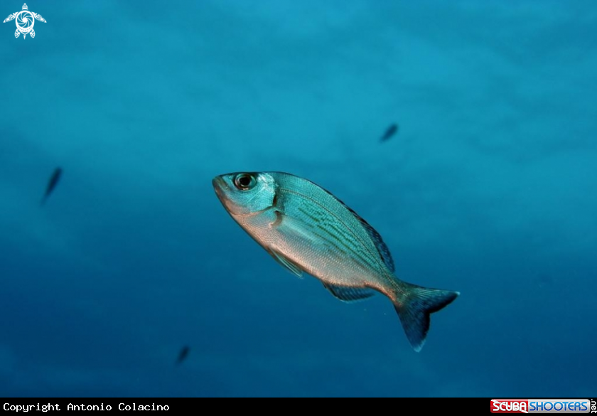 A underwater creature