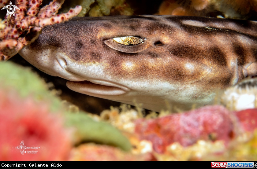 A Coral Catshark