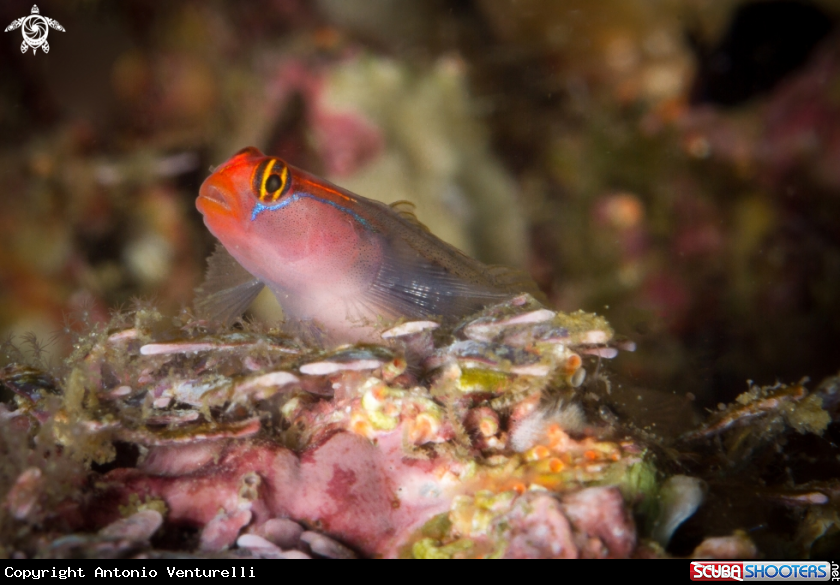A Redhead goby