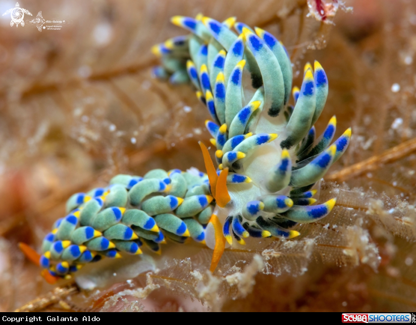 A Trinchesia Sea Slug 