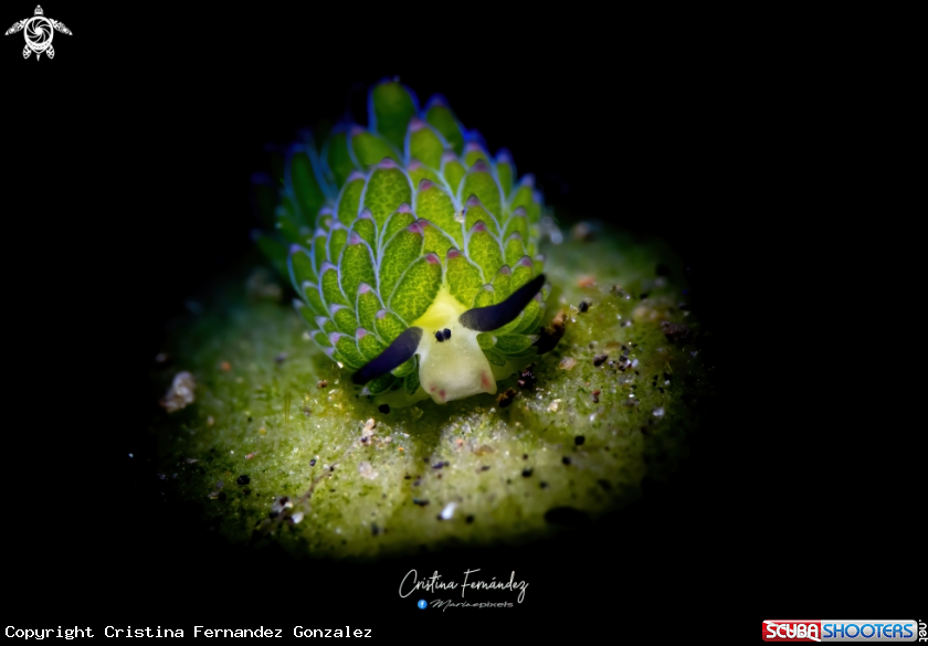 A Nudibranch