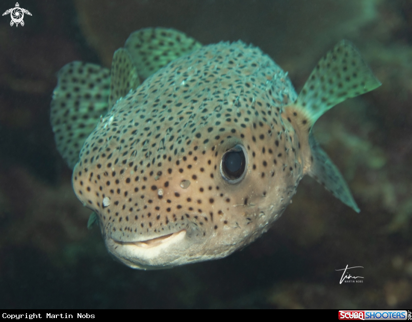 A Porcupinefish