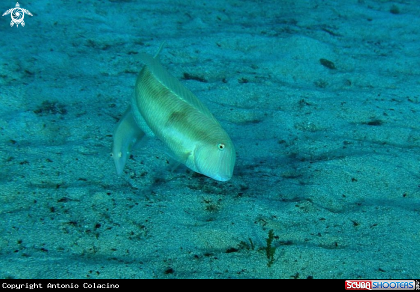 A underwater creature