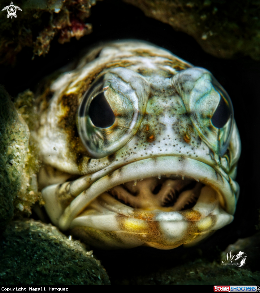 A Jawfish 