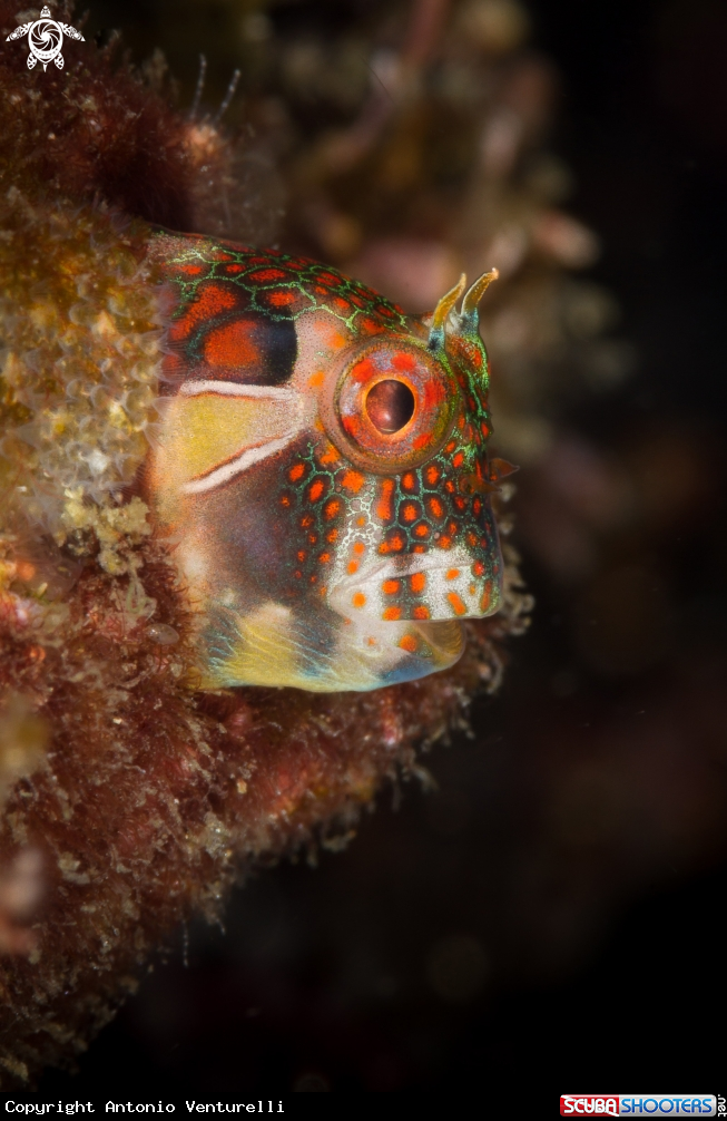 A Tube blenny