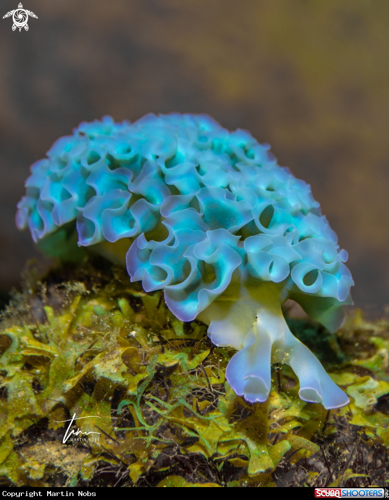 A Lettuce Sea Slug