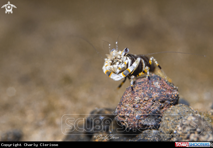 A Bumblebee Shrimp