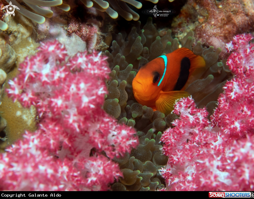 A Red saddleback anemonefish juvenil