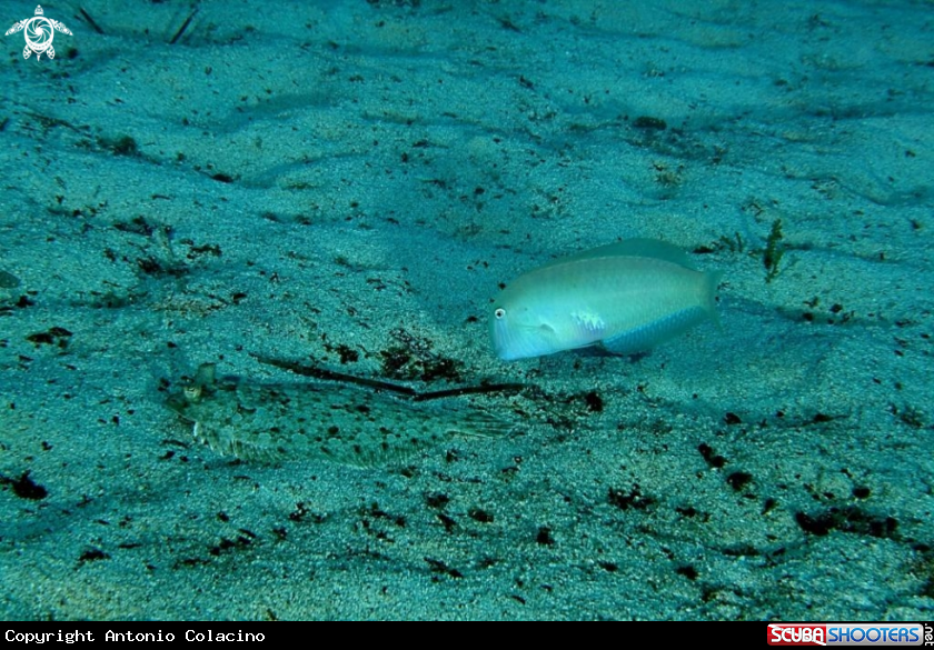 A underwater creature