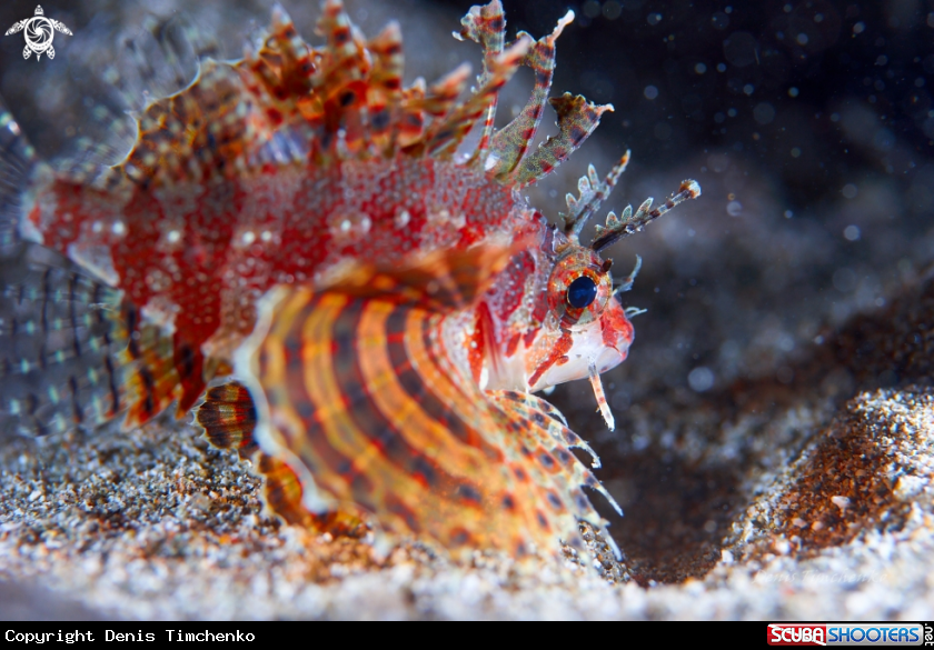 A FISH