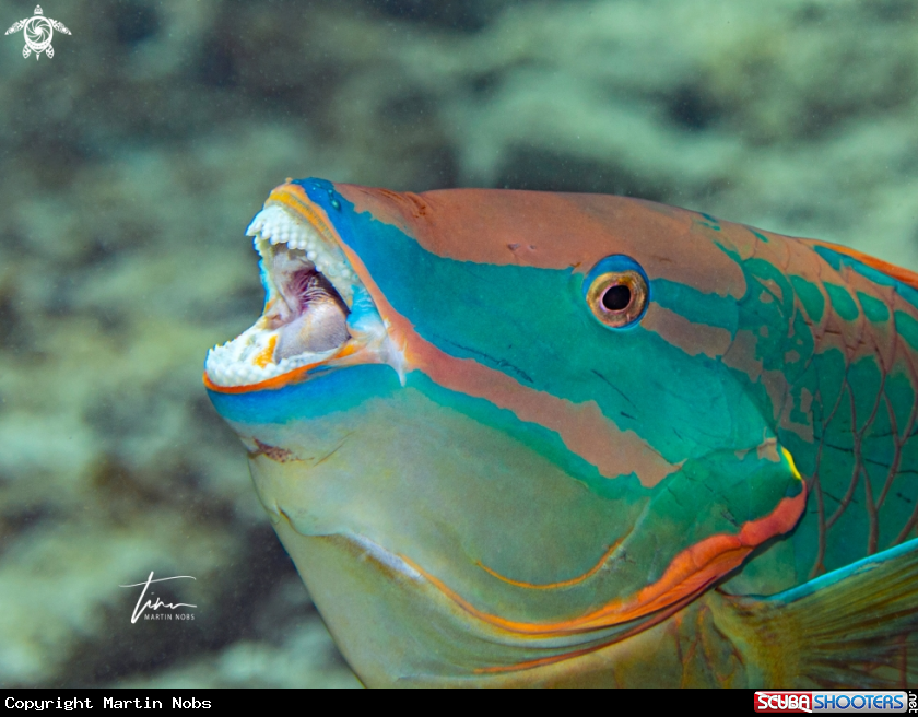 A Stoplight Parrotfish