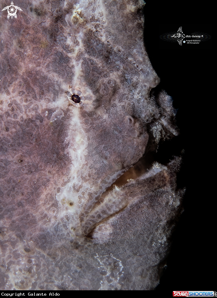 A Giant Frogfish