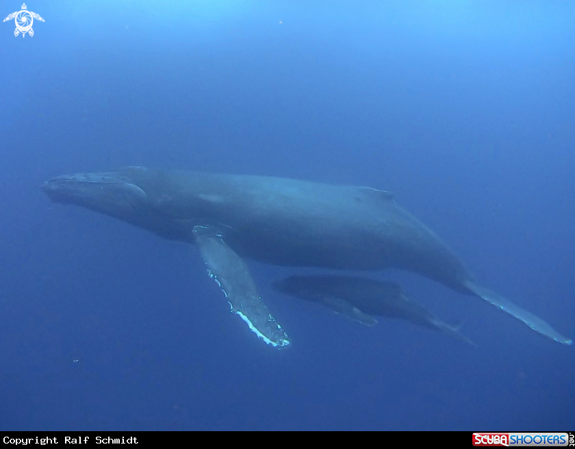 A humpback whale