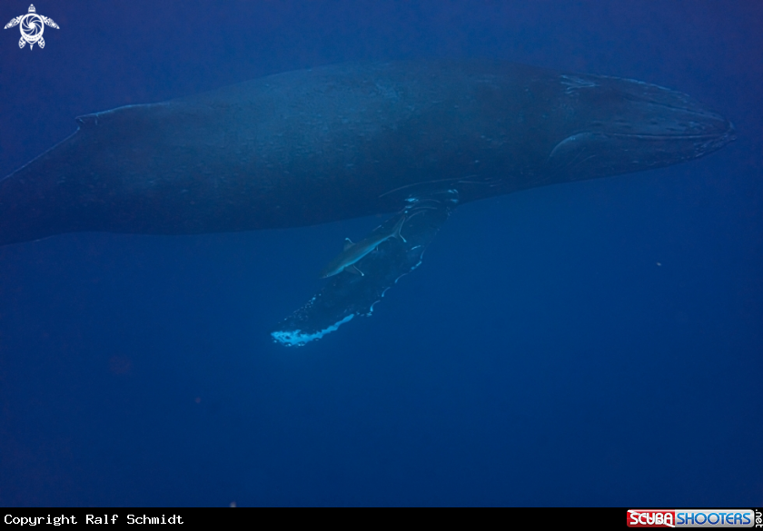 A humpback whale