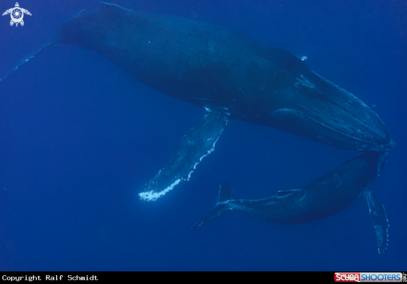 A humpback whale
